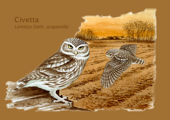 civetta- disegni